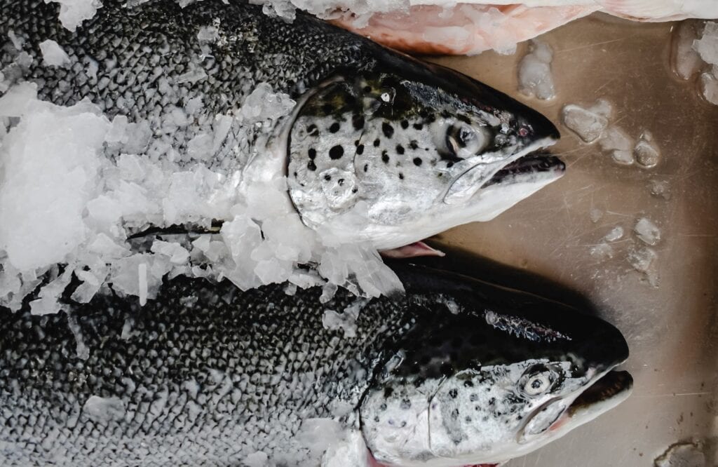 Wild caught fish on ice
