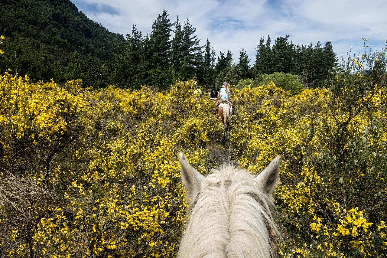 People horseback riding in a field of yellow flowers